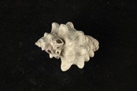 藏品(大岩螺)的圖片
